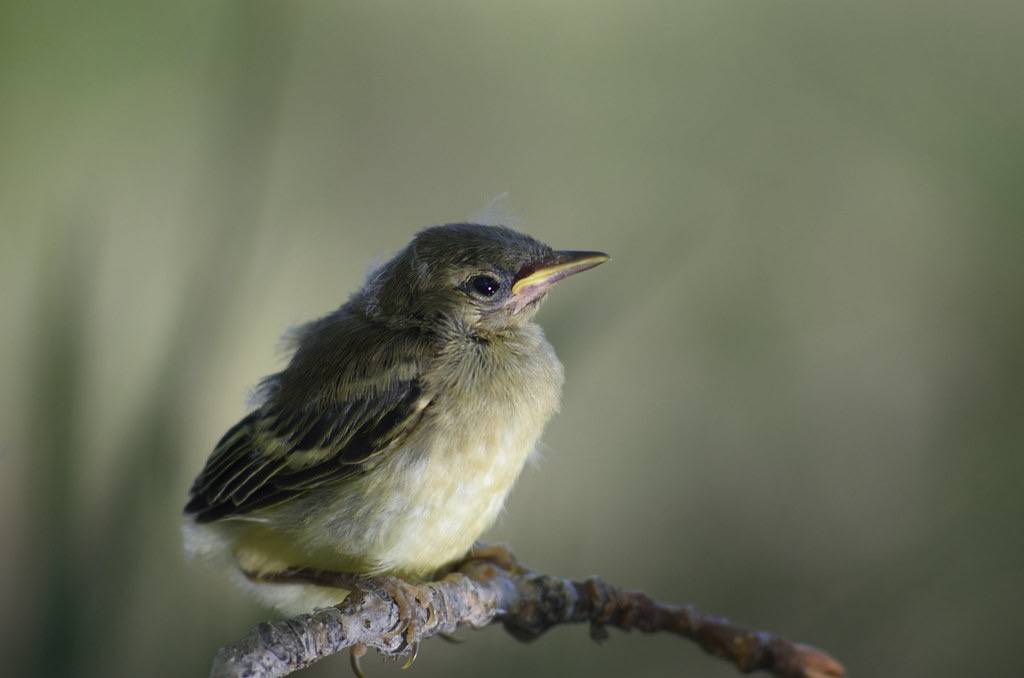 American Goldfinch-Fledged (outside my window singing for food) by Marshall Drummond is licensed under CC BY-NC-ND 2.0